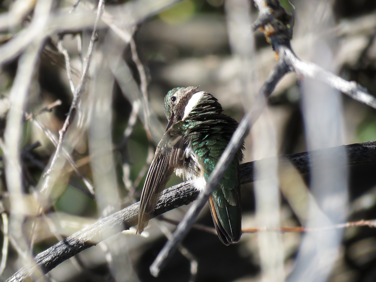 Broad-tailed Hummingbird - ML577975111