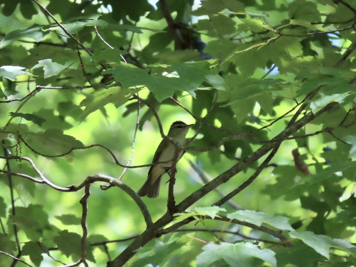 Vireo Ojirrojo - ML577975161