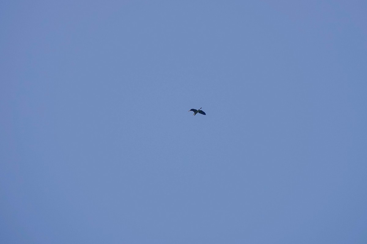 Great Blue Heron - ML577975231