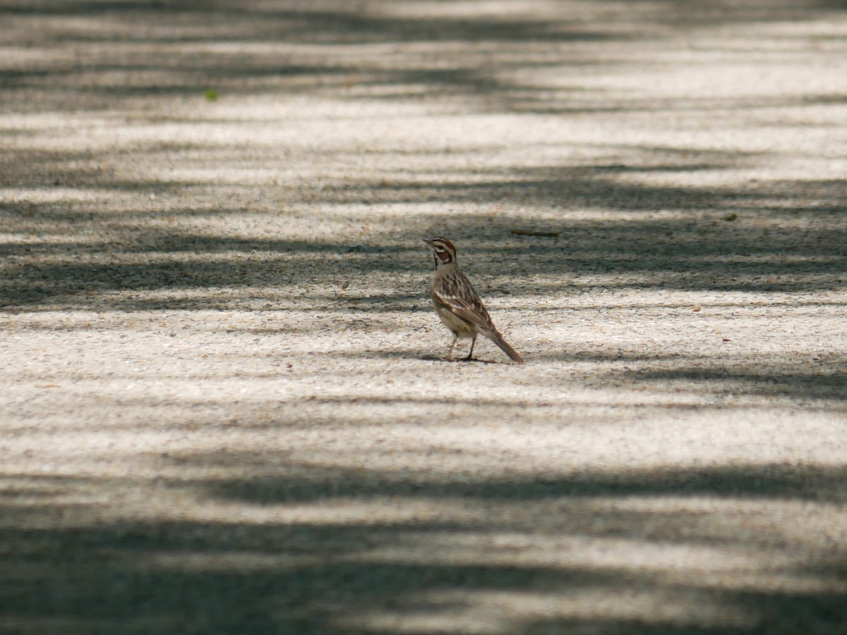 Lark Sparrow - ML577975821