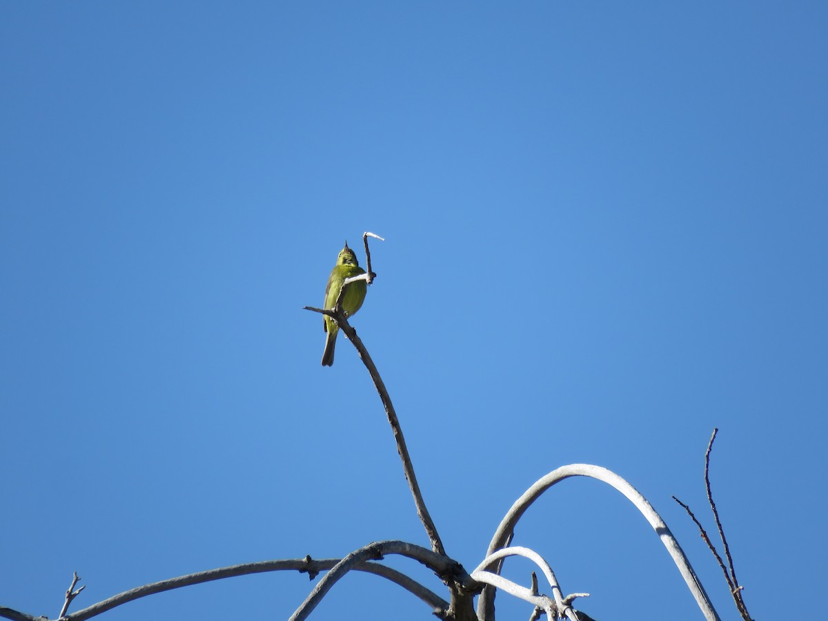 Orange-crowned Warbler - ML577975931