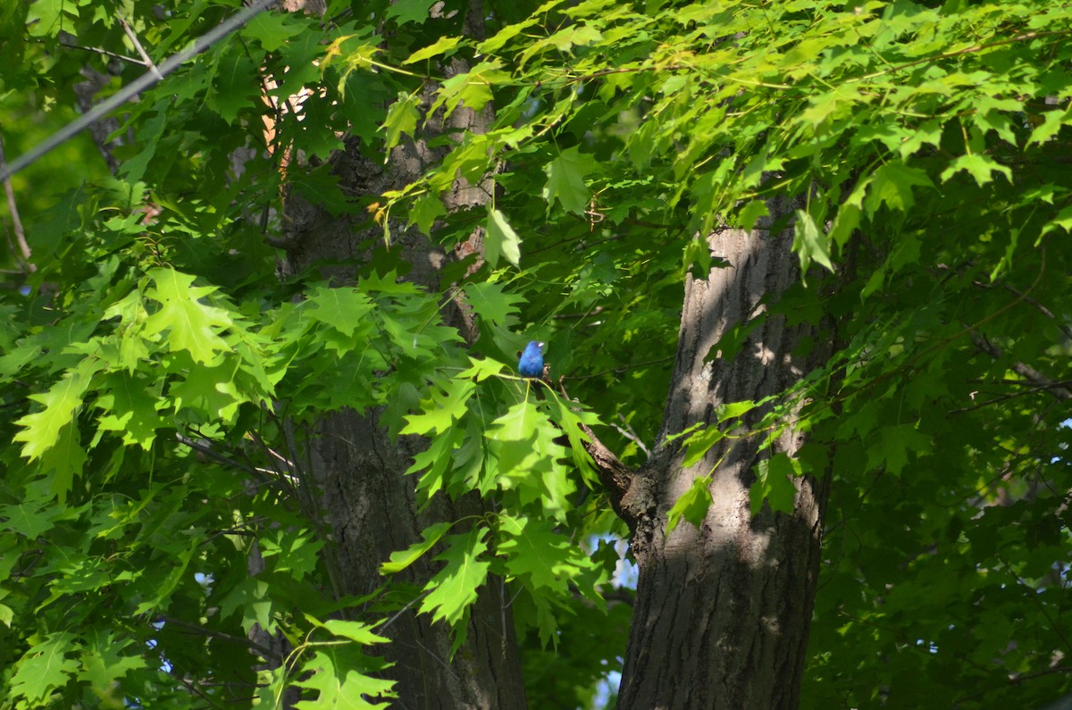 Indigo Bunting - ML577976361