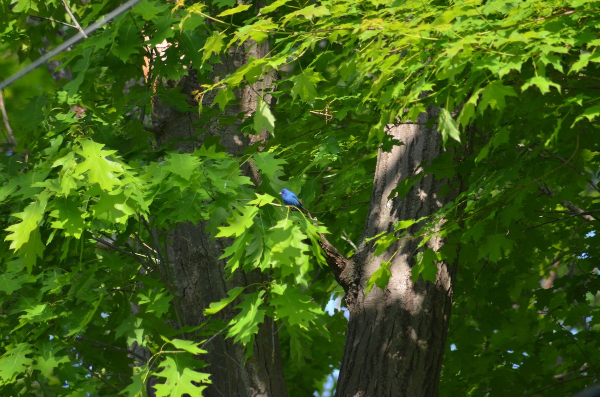 Indigo Bunting - ML577976601