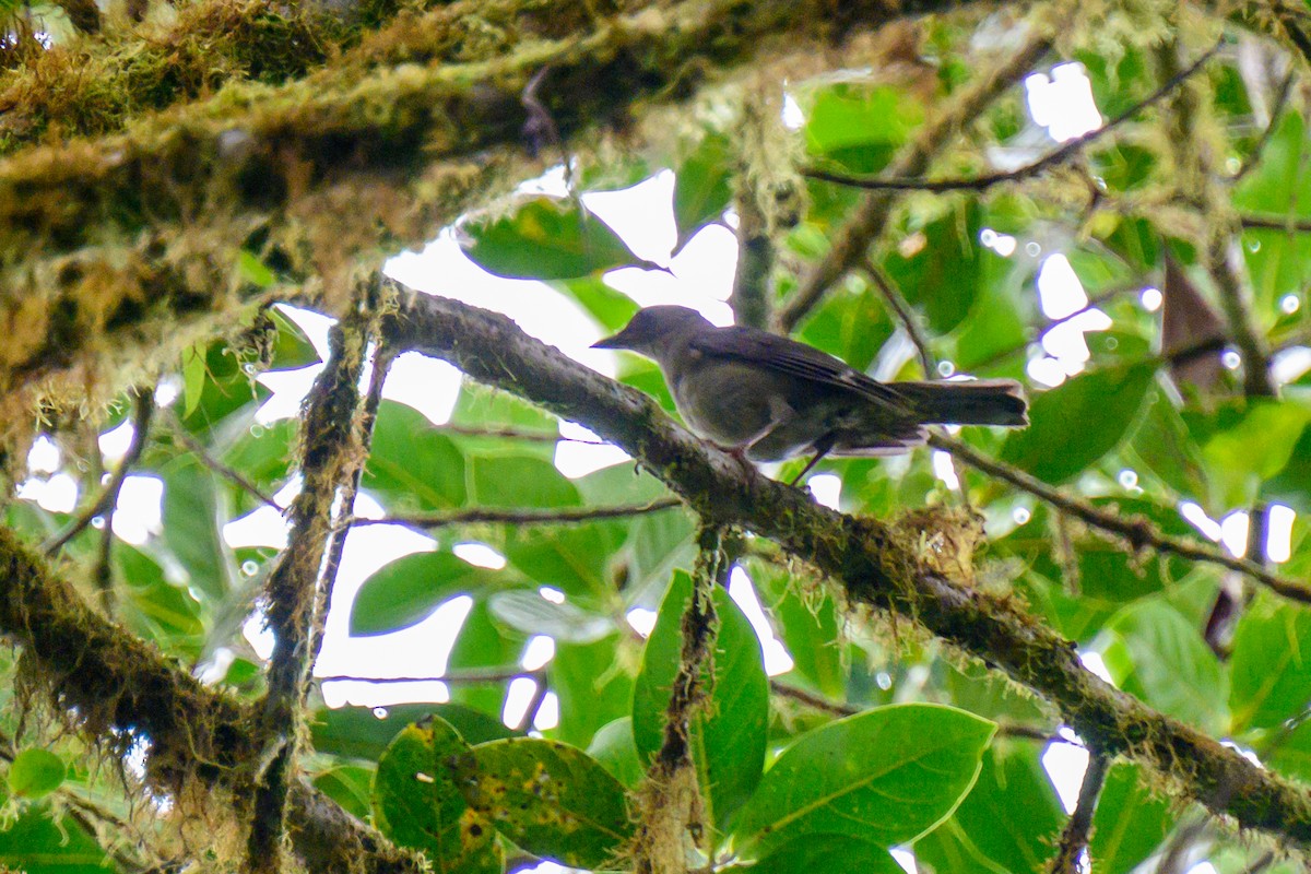 Mountain Thrush - ML577977371