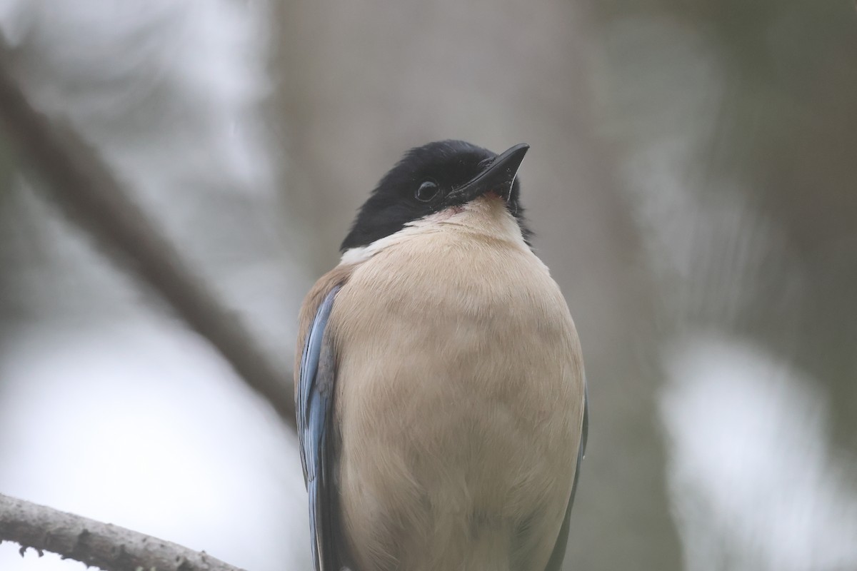 Iberian Magpie - ML577978341