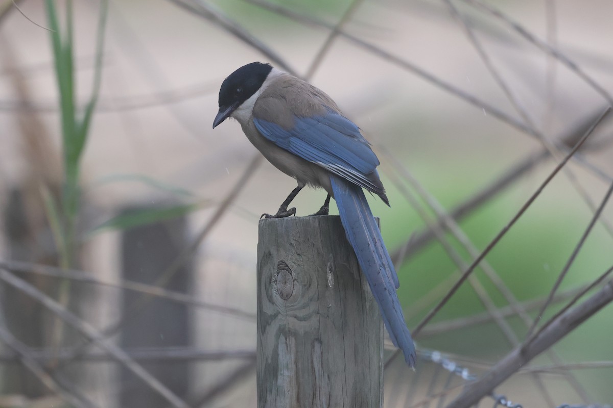 Iberian Magpie - José Nunes