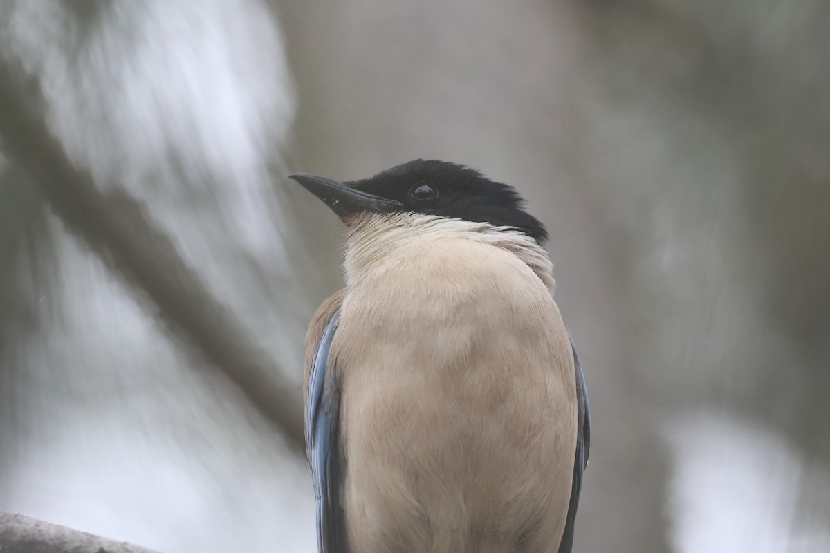 Iberian Magpie - ML577978371