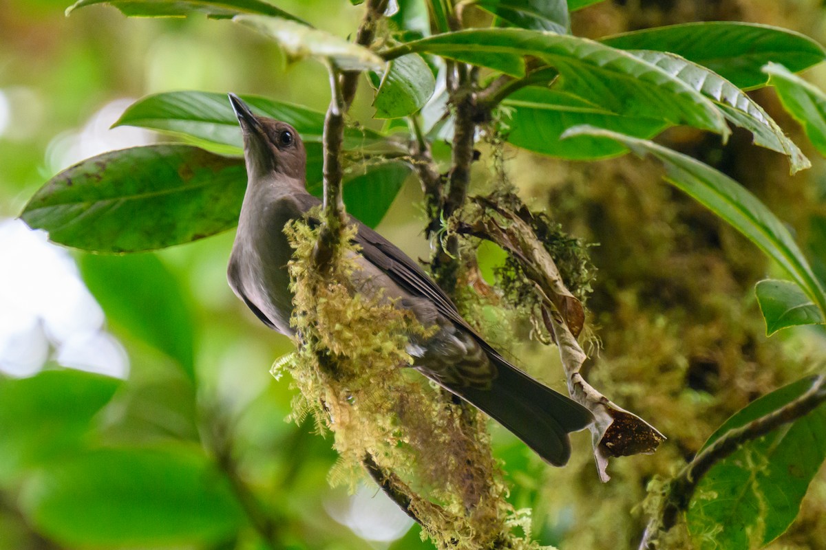 Mountain Thrush - ML577978461