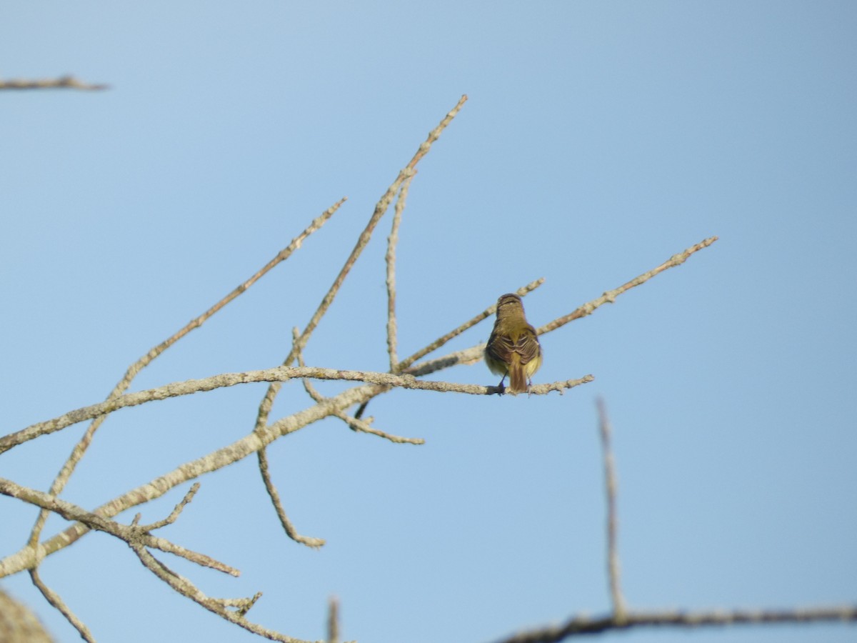 Bell's Vireo - ML577979521