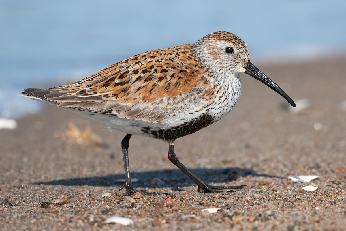 Dunlin - ML577979621