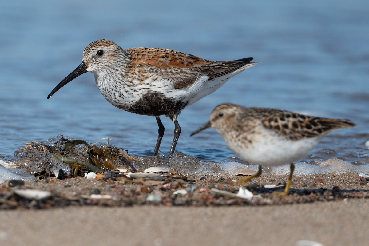 Dunlin - ML577979691