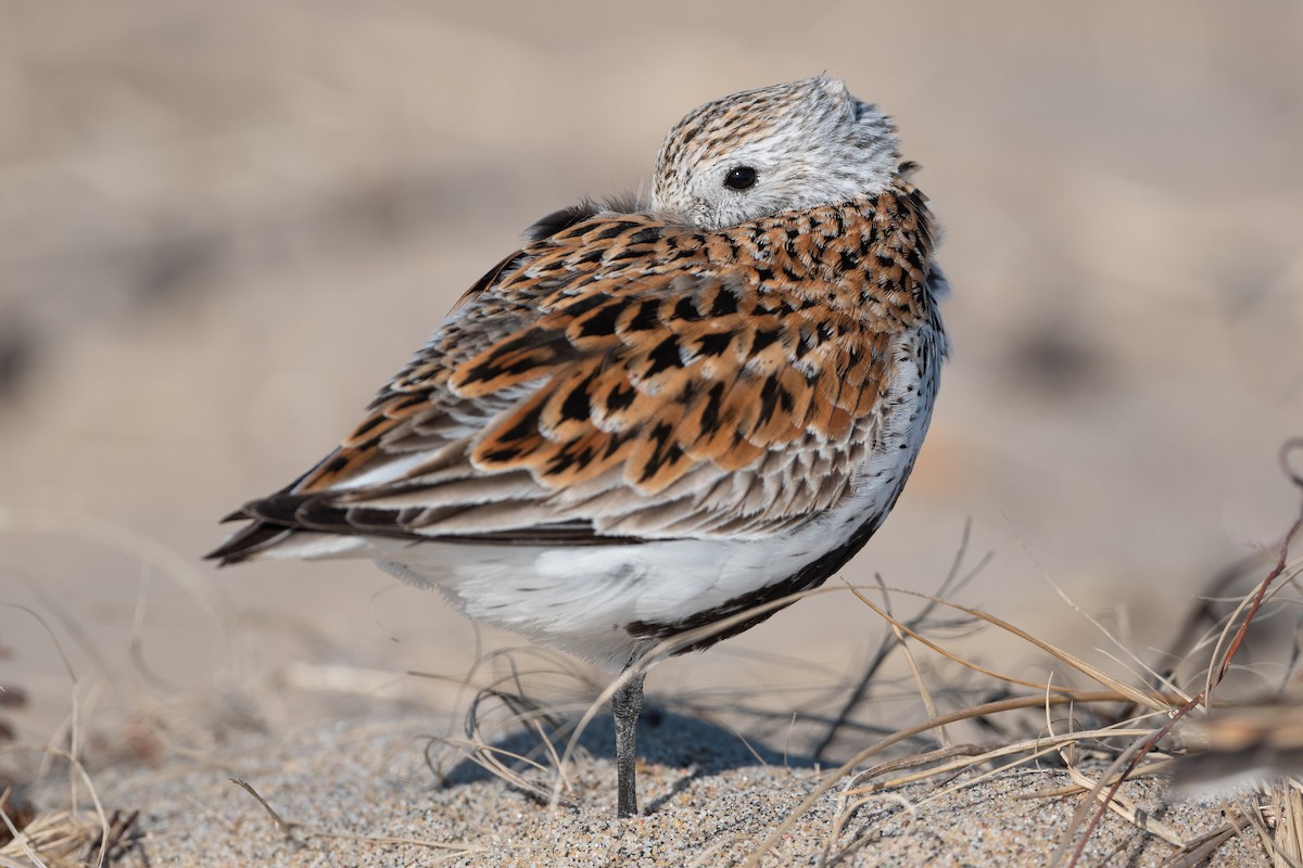 Dunlin - ML577979801