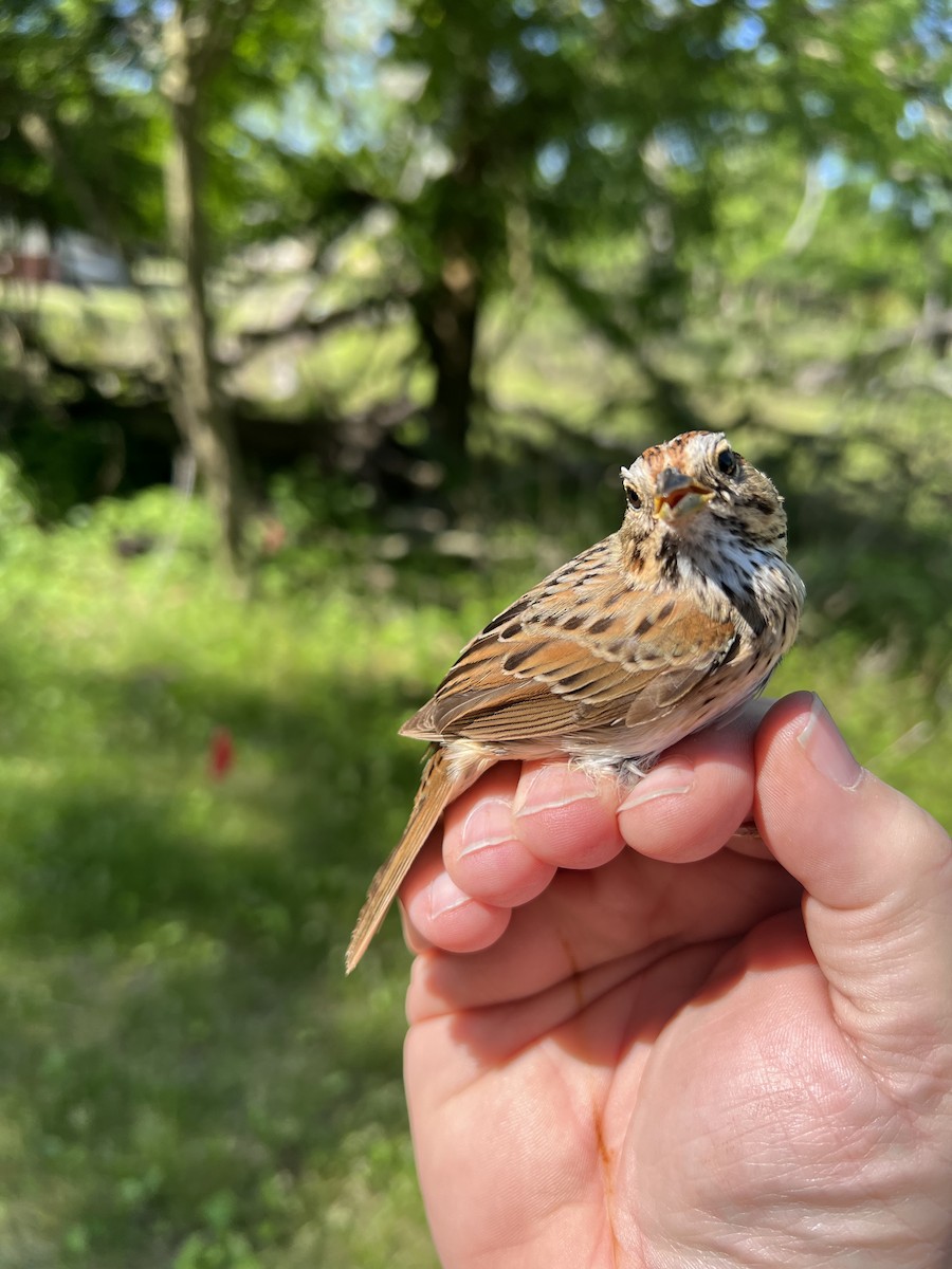 Lincoln's Sparrow - ML577981801