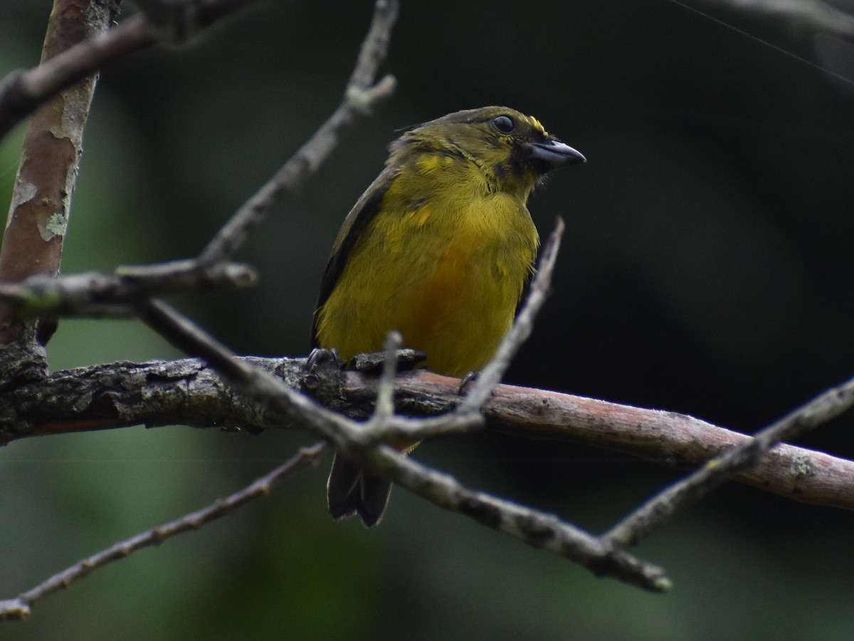 Fulvous-vented Euphonia - Andres Martinez D