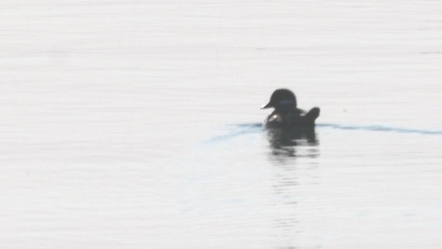 Bufflehead - ML577985521