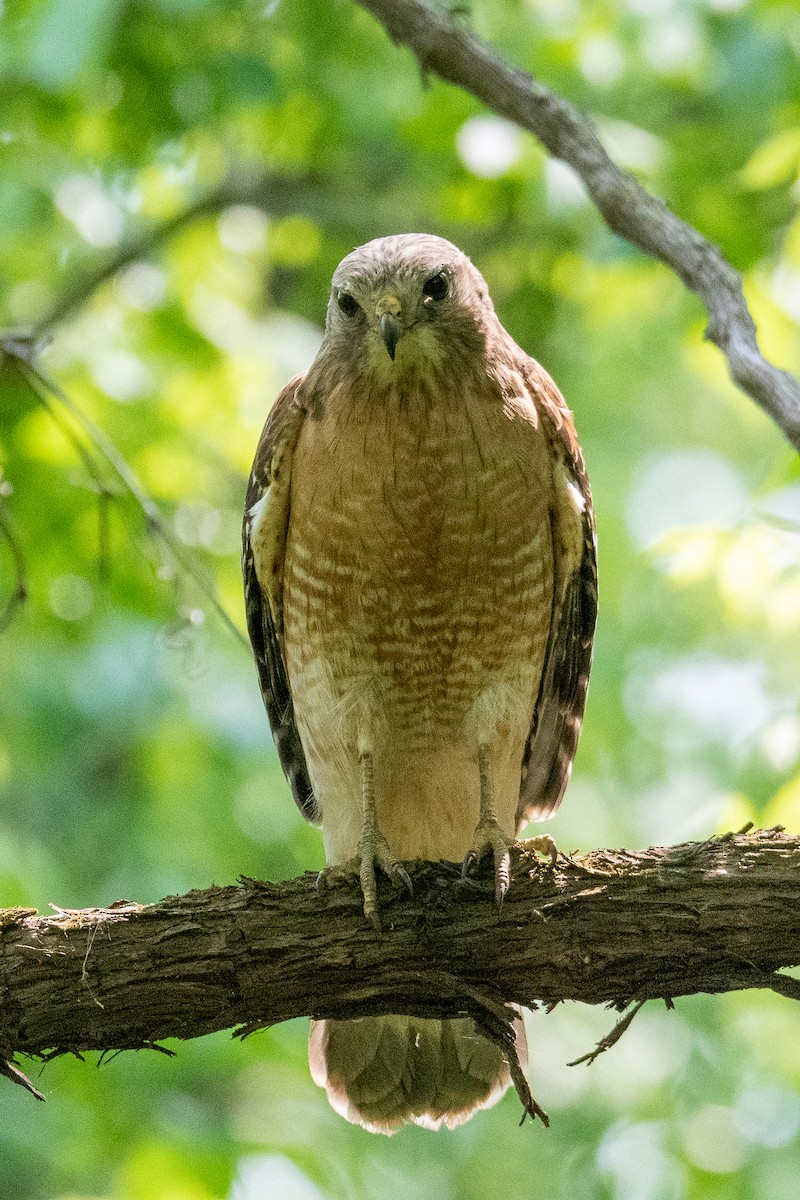 Red-shouldered Hawk - Phillip Rogers