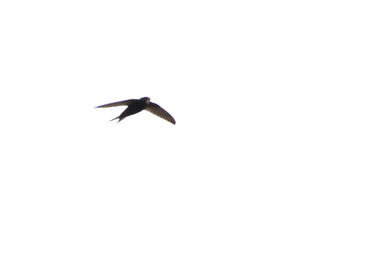 Common Swift - ML577986881