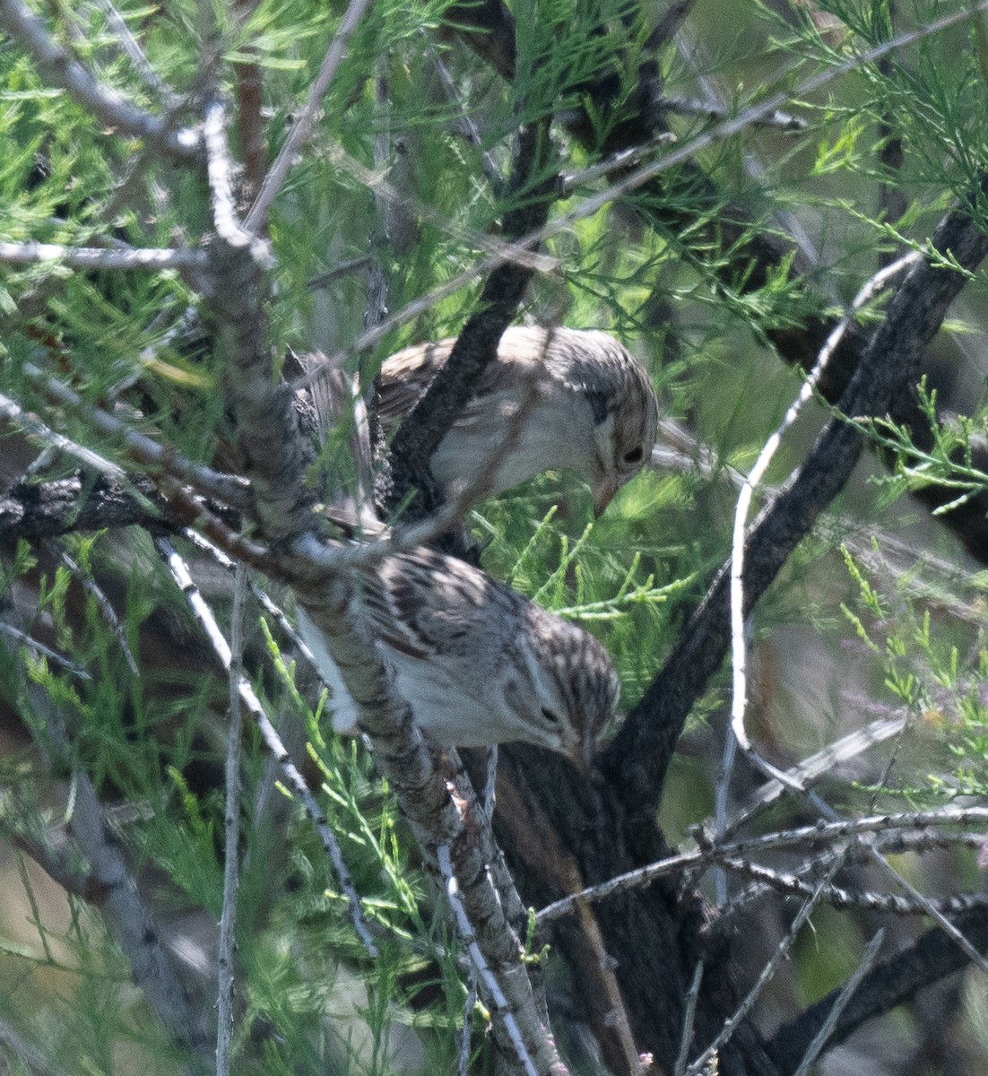 Brewer's Sparrow - ML577986901