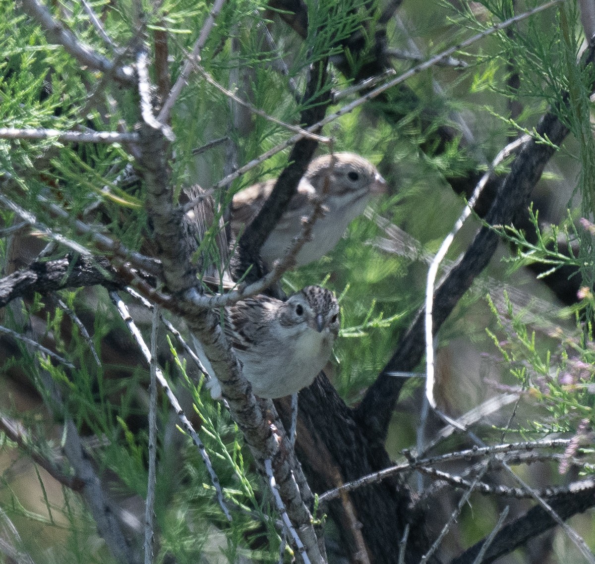 Brewer's Sparrow - ML577986911