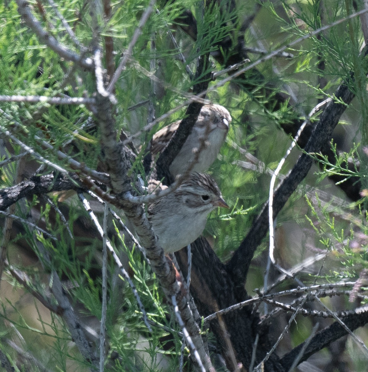 Brewer's Sparrow - ML577986941