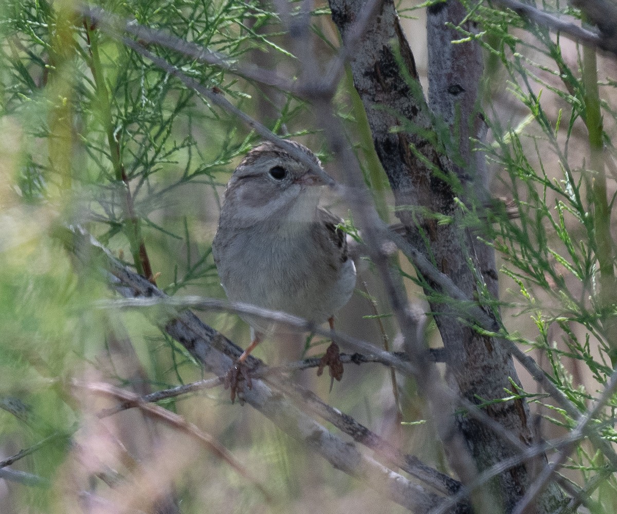 Brewer's Sparrow - ML577986951