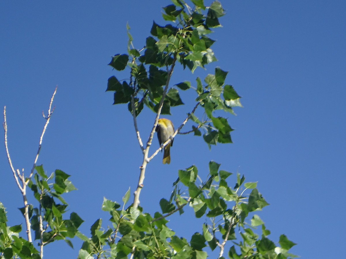 Oriole de Bullock - ML577987011