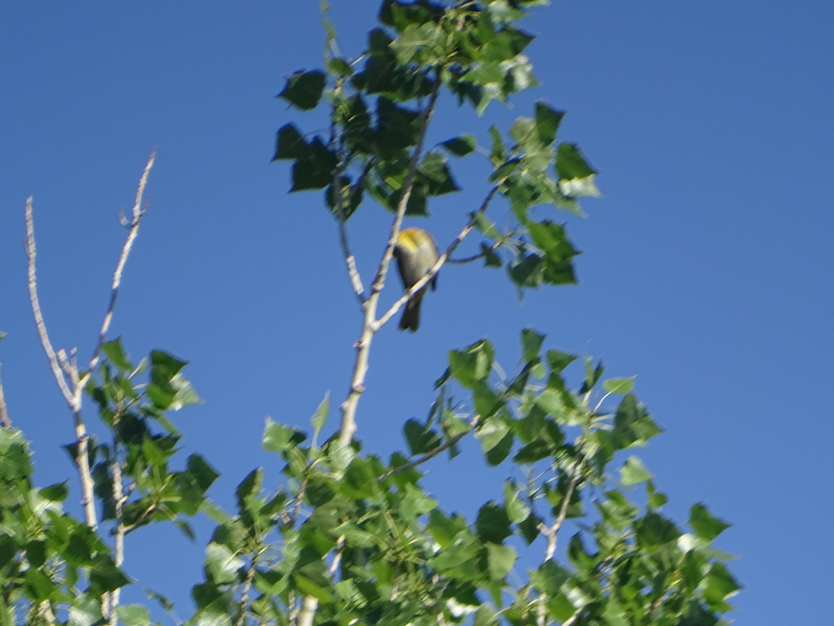 Bullock's Oriole - ML577987041