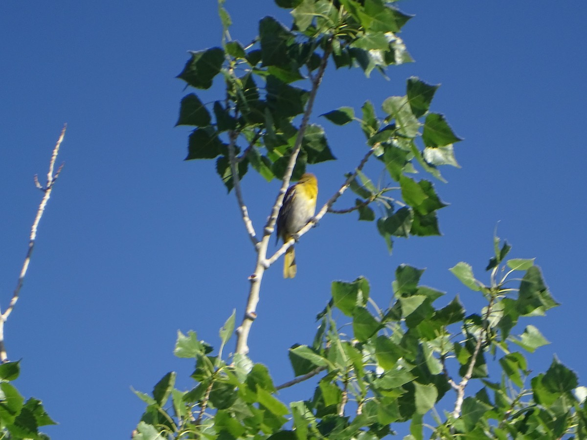 Bullock's Oriole - ML577987061