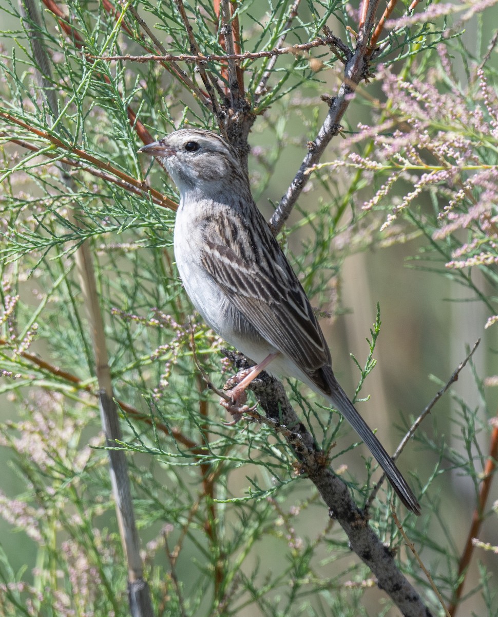 Brewer's Sparrow - ML577987071