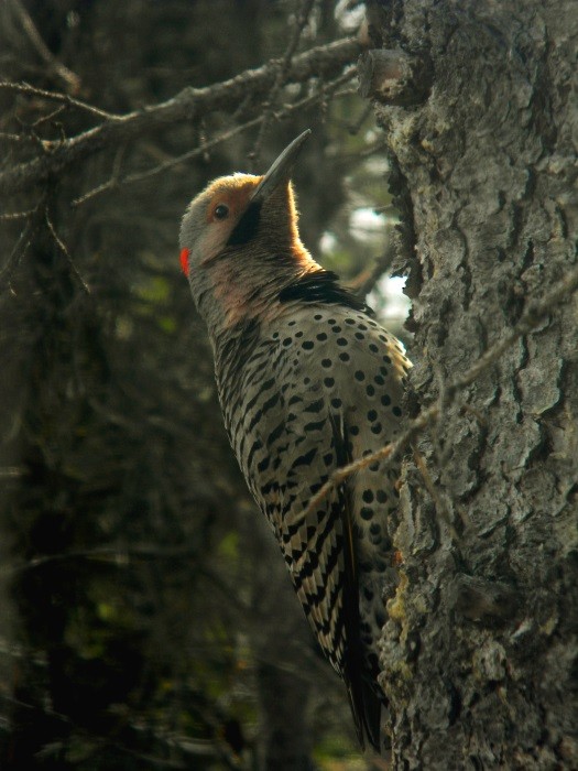 Northern Flicker - ML57798881