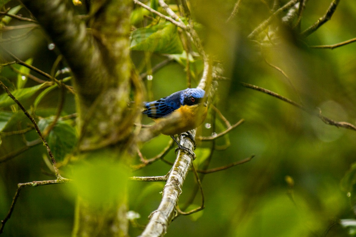Fawn-breasted Tanager - ML577989171