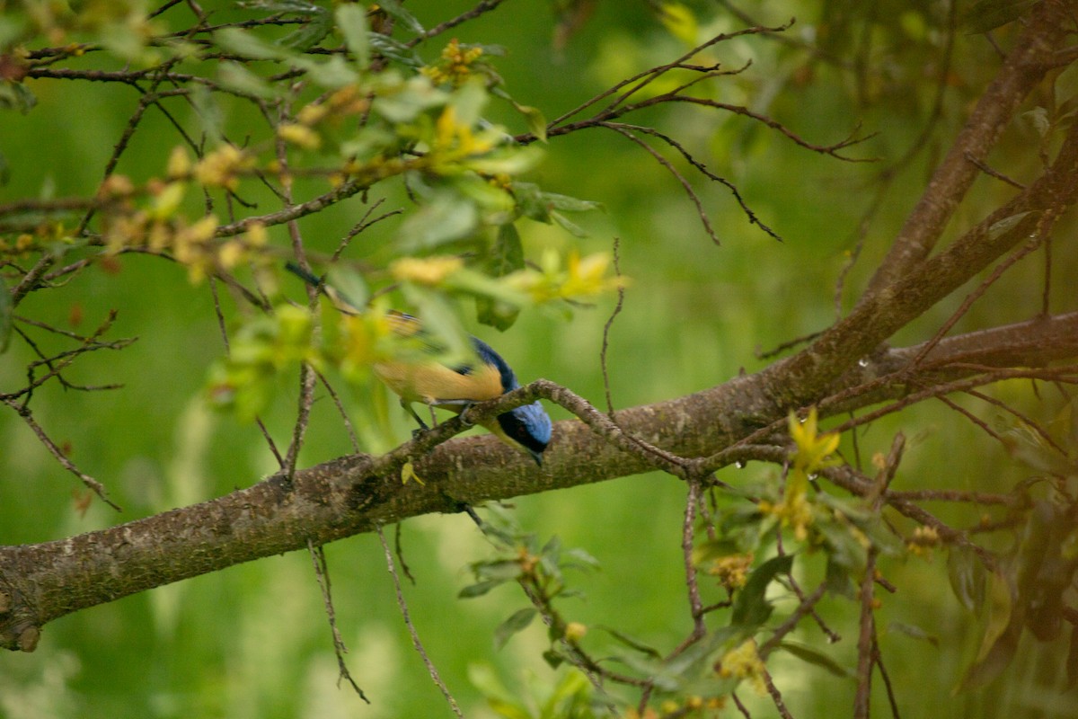 Fawn-breasted Tanager - ML577989201