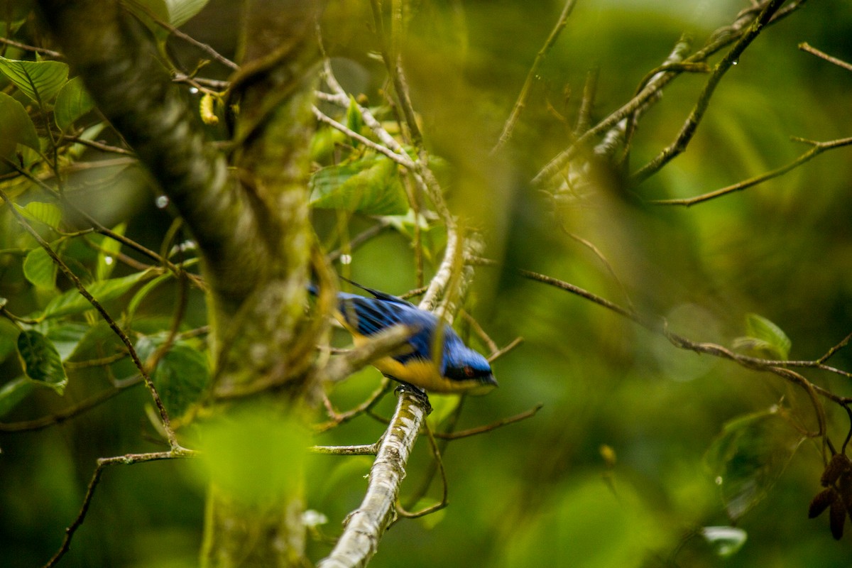Fawn-breasted Tanager - ML577989221