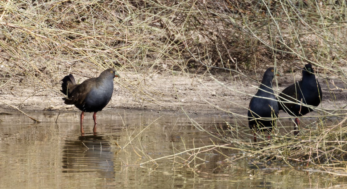 Rotfuß-Teichhuhn - ML577989431