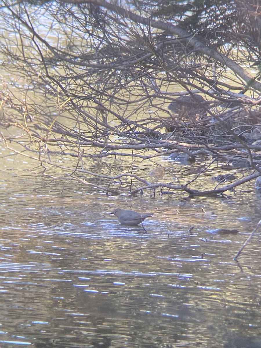 American Dipper - ML577990041