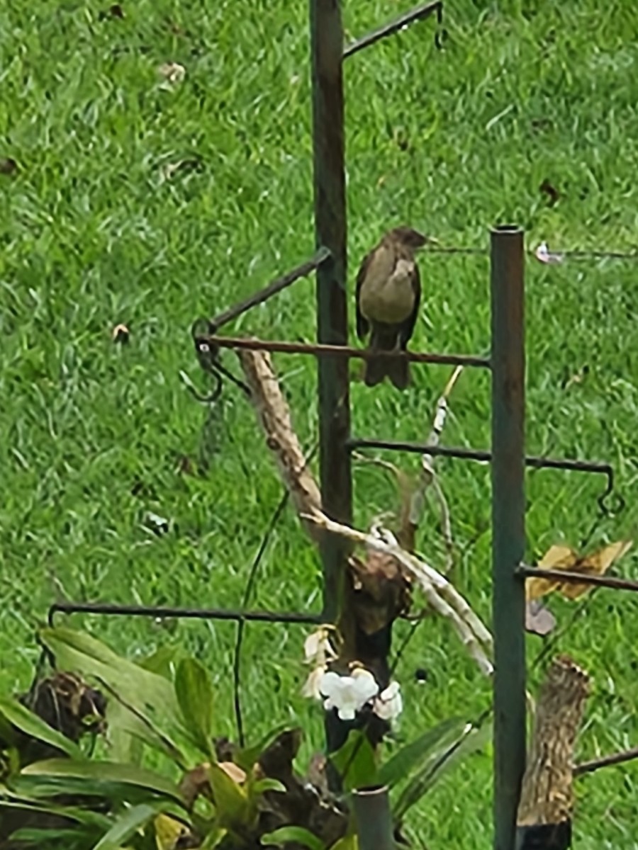 Clay-colored Thrush - Anonymous