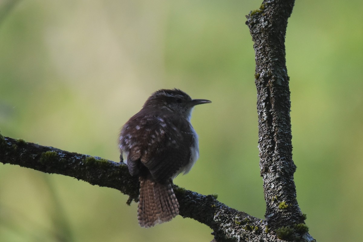 Carolina Wren - ML577991731