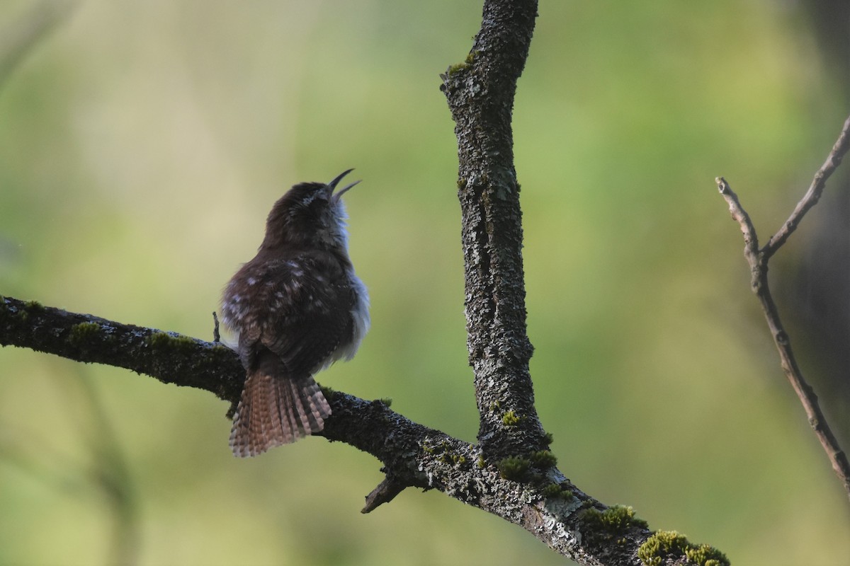 Carolina Wren - ML577991771