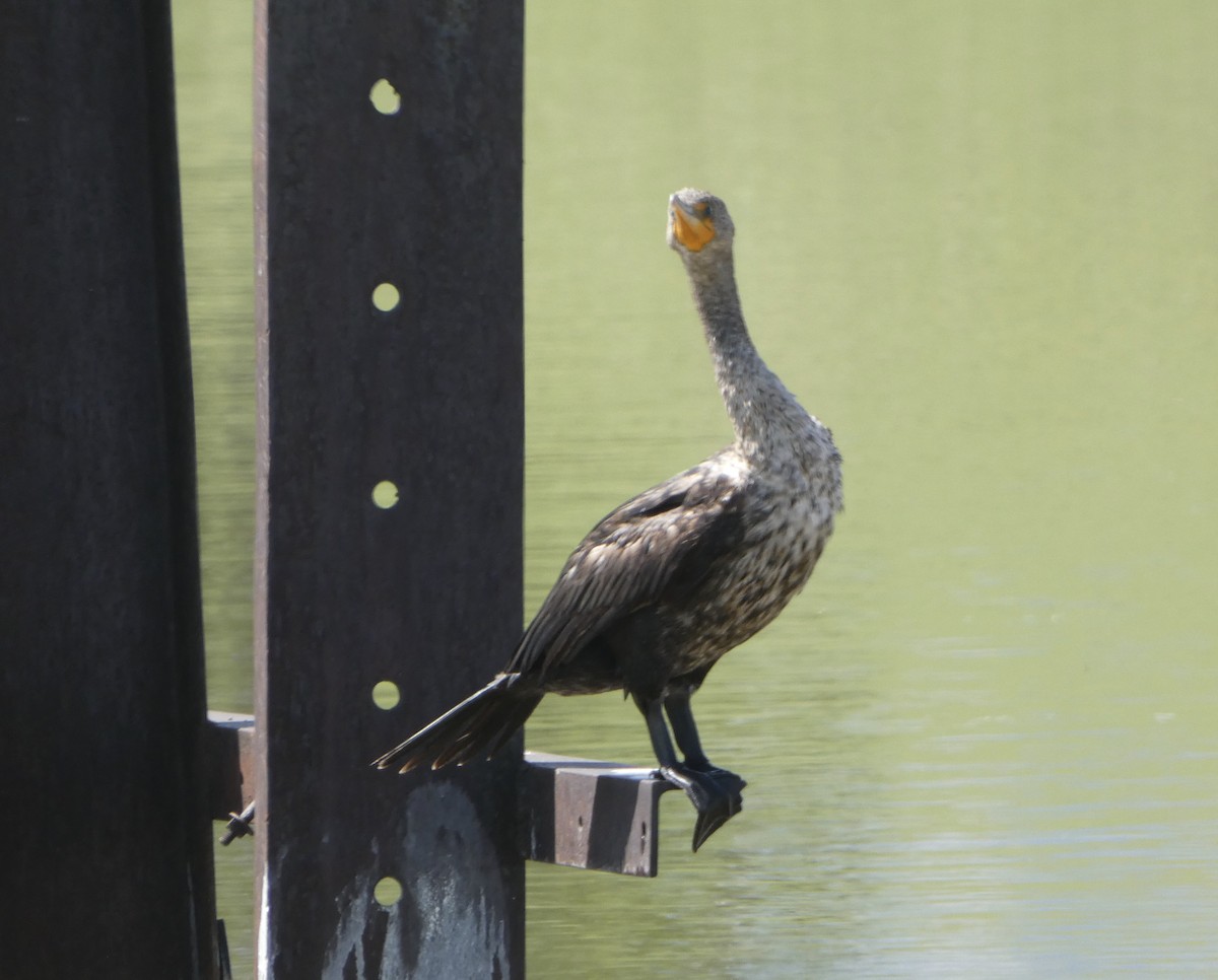 Double-crested Cormorant - Dan Zmolek