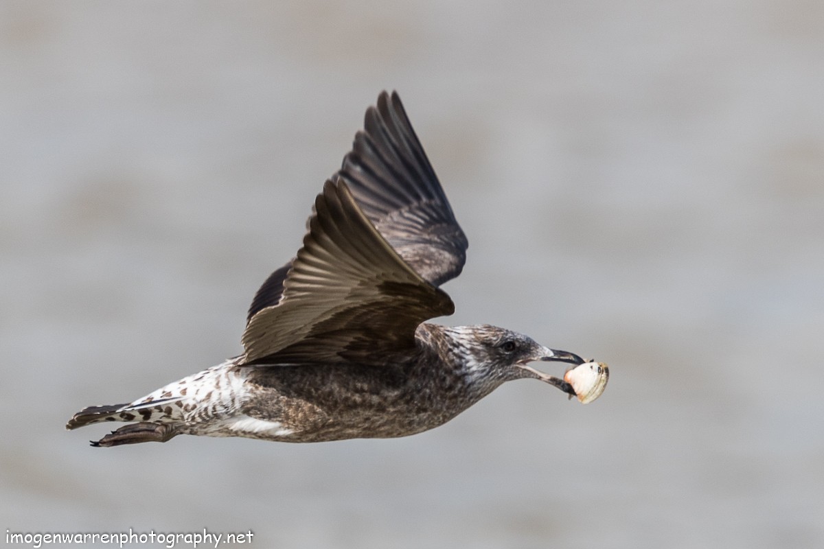 Kelp Gull - Imogen Warren