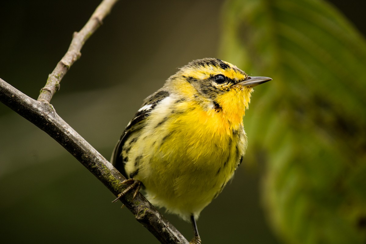 Blackburnian Warbler - ML577992641