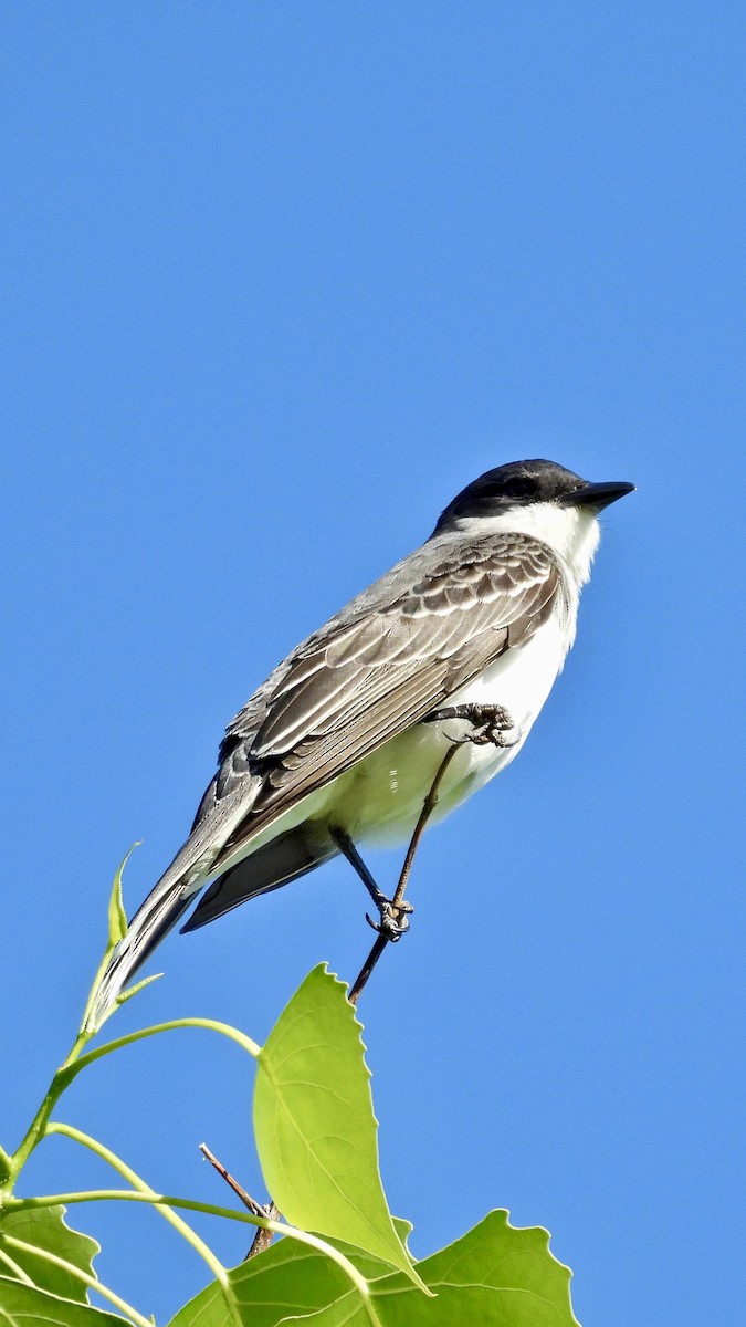 Eastern Kingbird - ML577992751