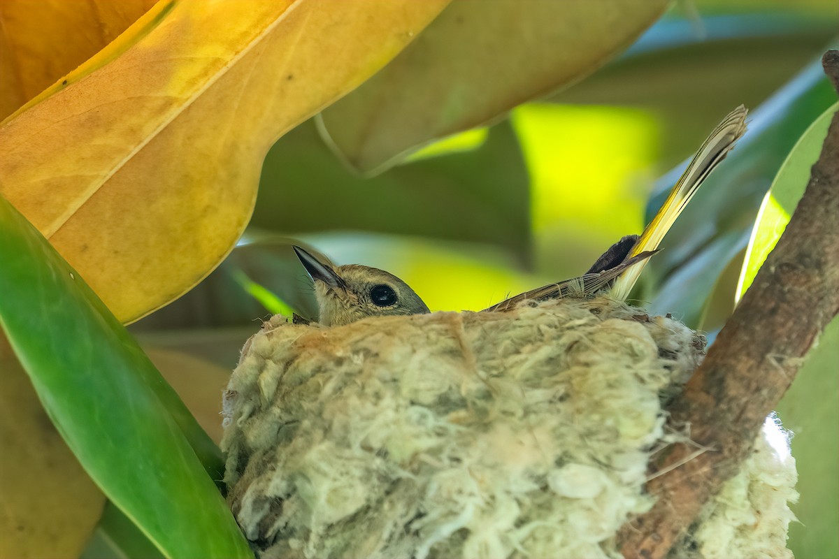American Redstart - ML577992821