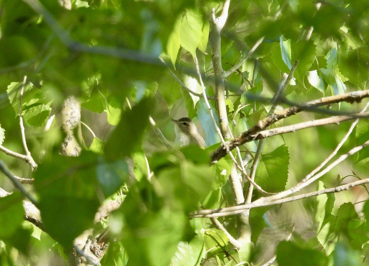 Warbling Vireo - ML577992851