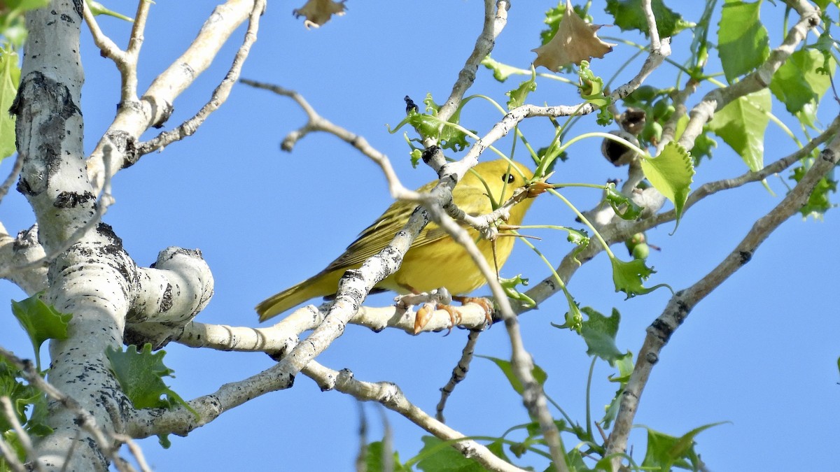 Yellow Warbler - ML577992991