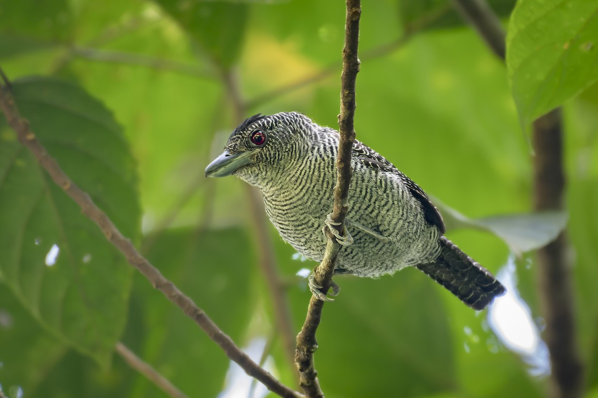 Fasciated Antshrike - ML577993271