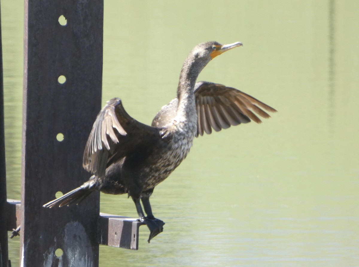 Double-crested Cormorant - Dan Zmolek