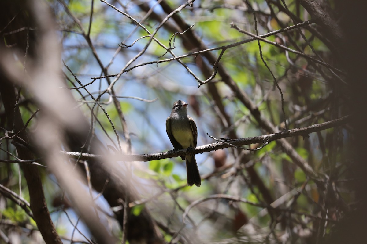 Northern Scrub-Flycatcher - Joseph Bozzo