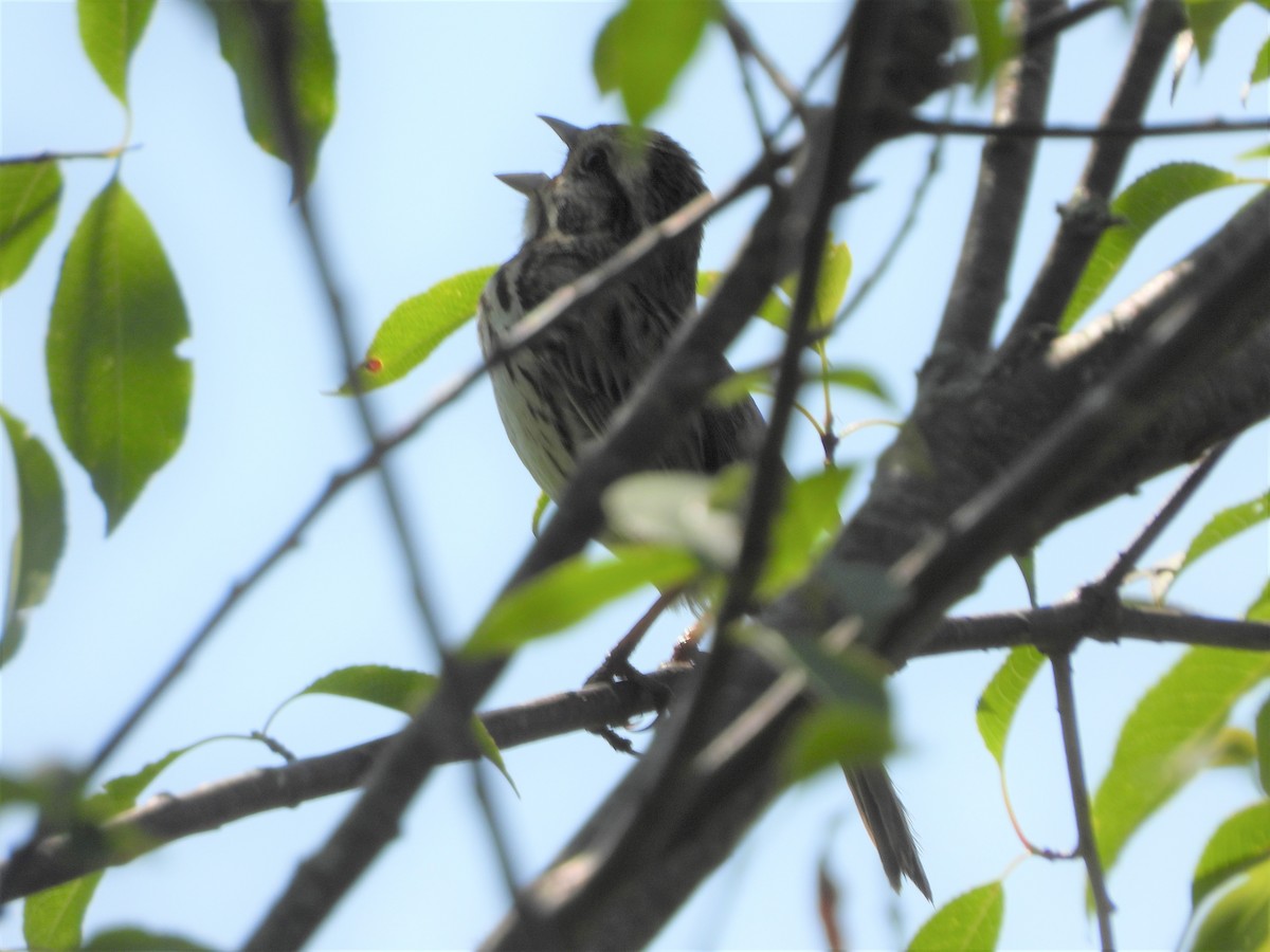 Song Sparrow - ML577994211