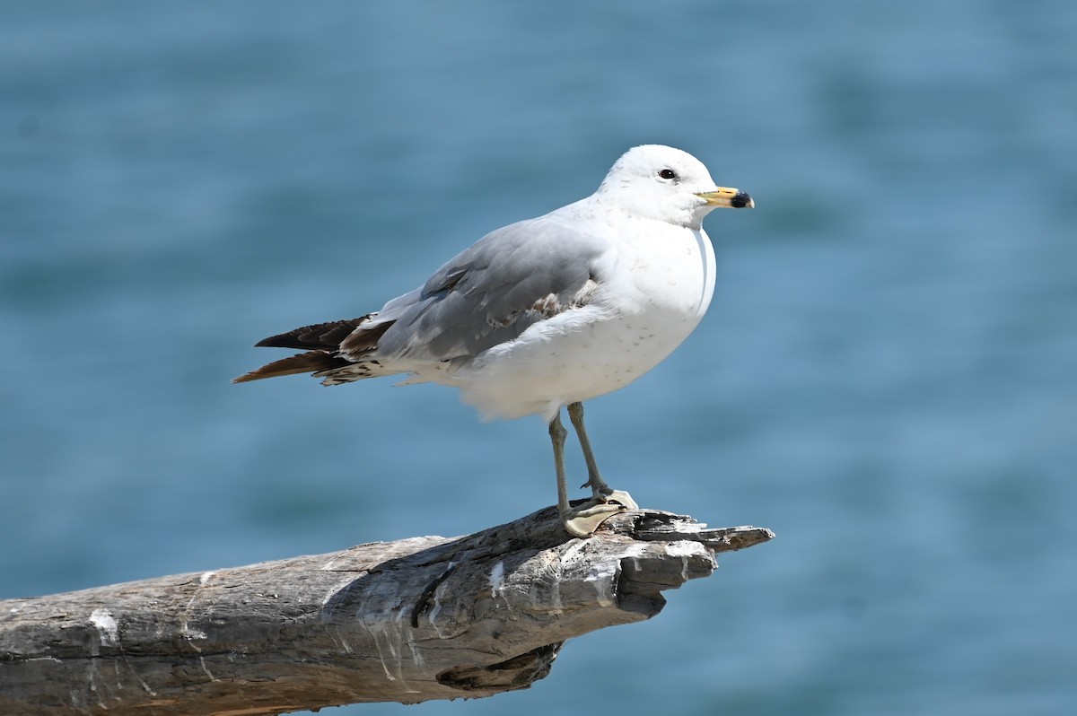 Ring-billed Gull - Gil Aburto-Avila